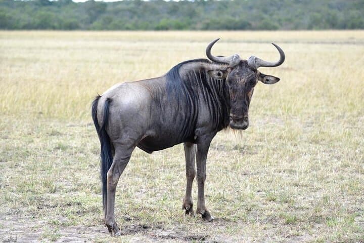 Private 5 Day Kenya Safari to Mara Lake Naivasha and Amboseli