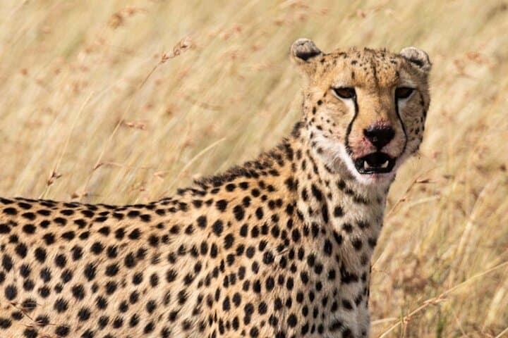 Private 5 Day Kenya Safari to Mara Lake Naivasha and Amboseli