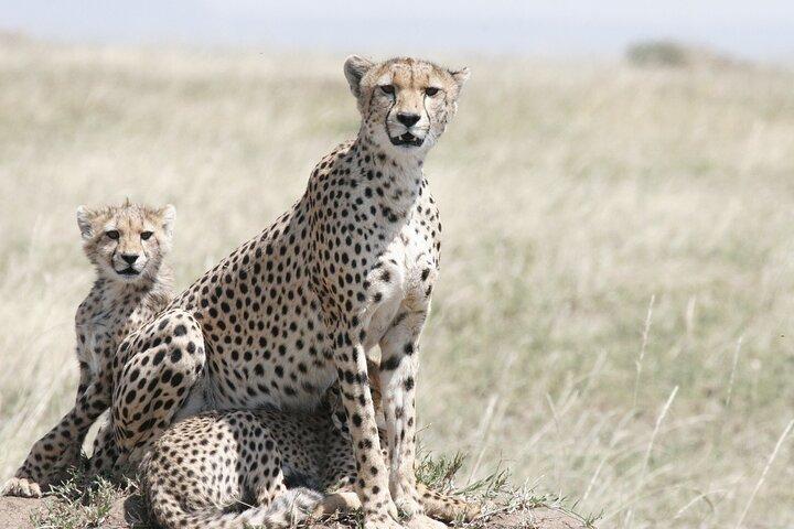Private Mini Safari Tour in Nairobi National Park