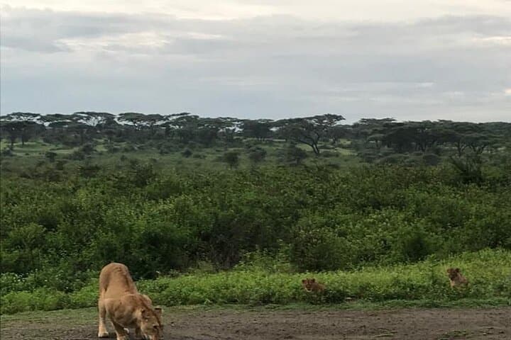 8 Days Safari to Amboseli N/P Tarangire NP Serengeti Ngorongoro Manyara-Midrange
