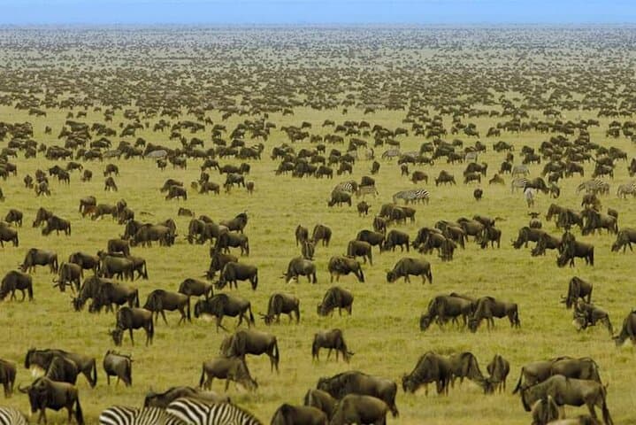 Great Migration safari