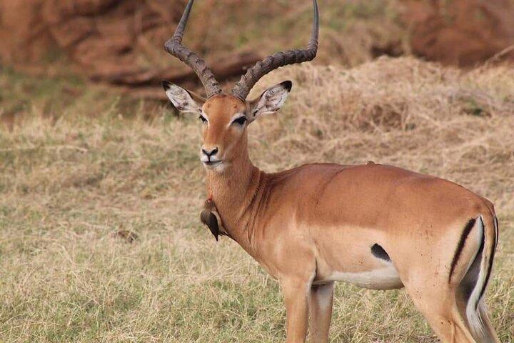 2 Days Kenya Safari special Tsavo East and Taita hills Saltlick from Mombasa