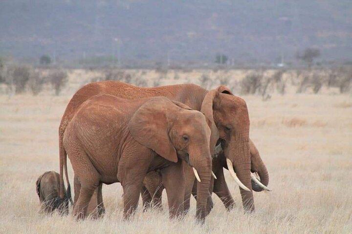 2 Days Kenya Safari special Tsavo East and Taita hills Saltlick from Mombasa
