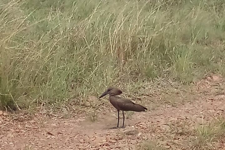 6 Days Birdwatching, Lake Baringo, kakamega Forest.