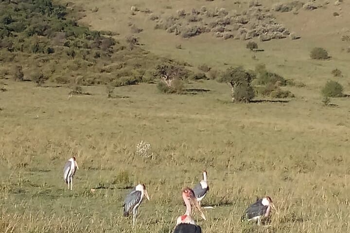 6 Days Birdwatching, Lake Baringo, kakamega Forest.