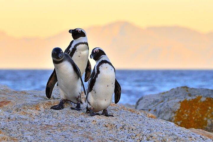 Best of Cape Town Full-Day Private Tour with Table Mountain
