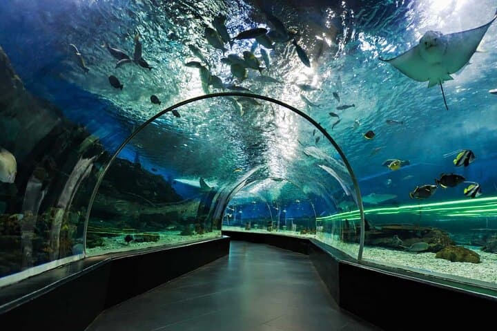 Dubai Aquarium and Underwater Zoo regular pass