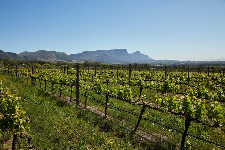 Private Tour of Top 5 Stellenbosch Wineries From Cape Town
