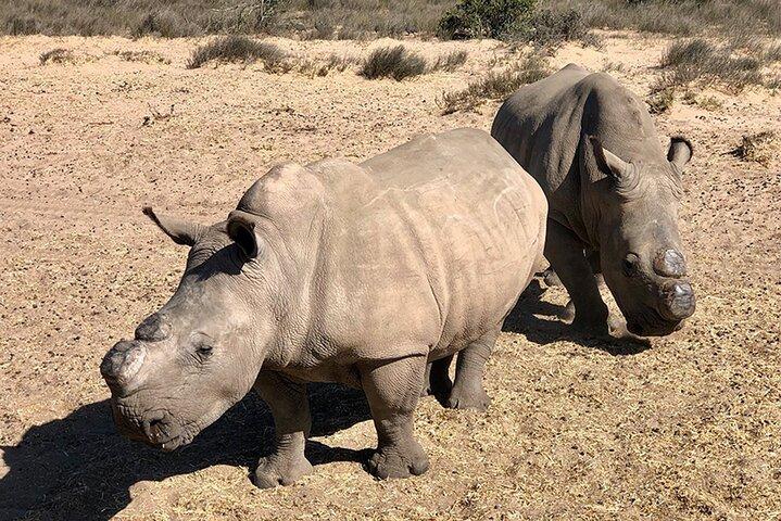 Wildlife Safari, Olive, Beer/Wine Tasting Day Tour from Cape Town
