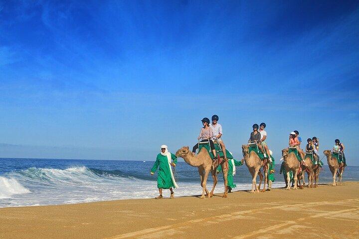 Los Cabos Camel Ride Adventure On The Beach