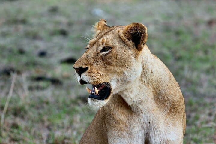 4-Day Masai Mara Great Migration & Lake Nakuru ~ Group 4×4 Safari
