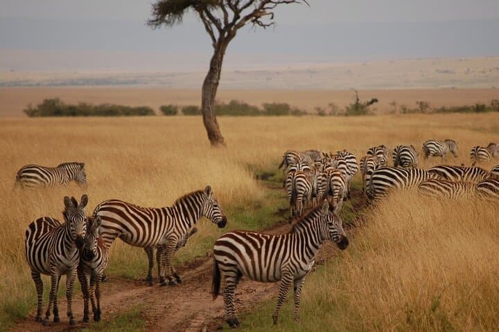 4-Day Masai Mara Great Migration & Lake Nakuru ~ Group 4×4 Safari