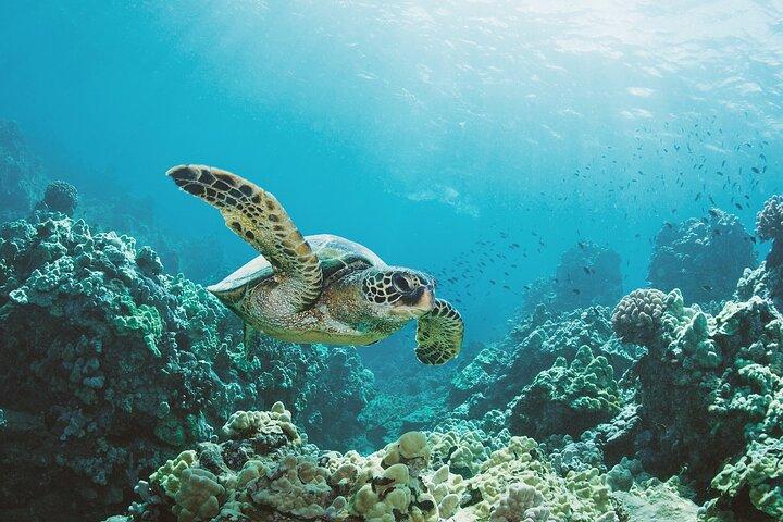 Waikiki: Turtle Canyon Snorkel Adventure on Oahu