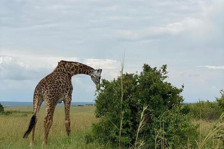 Layover Private Tour to Nairobi National Park and Giraffe Center
