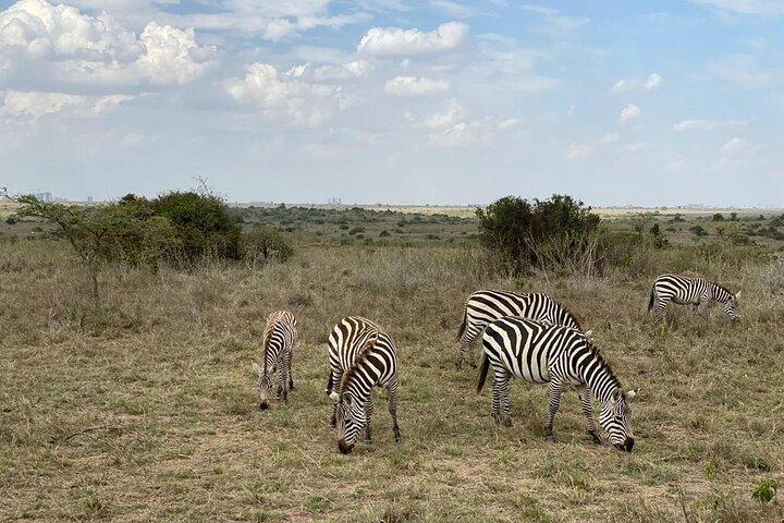Layover Private Tour to Nairobi National Park and Giraffe Center