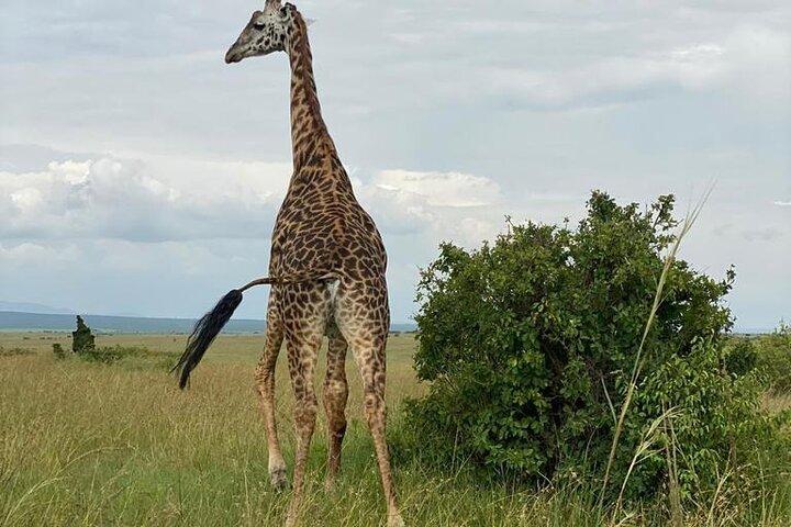 Layover Private Tour to Nairobi National Park and Giraffe Center
