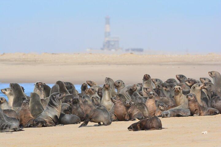 Half Day Original Seal Kayak Adventure, Pelican Point, Walvis Bay