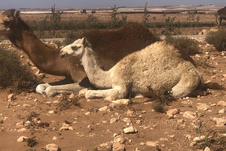 Camel Riding Agadir
