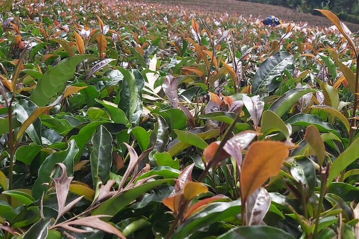 Purple Tea Farm Tour from Nairobi City - Specialty Tea Tasting