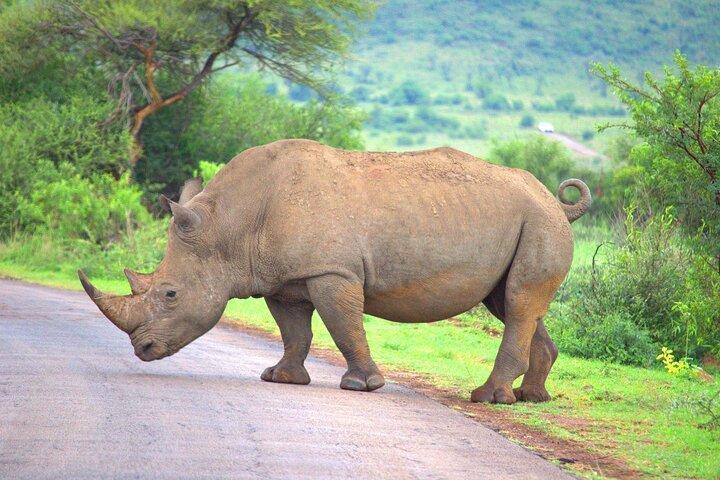 Wildebeest Migration and Witness the Mara Crossing