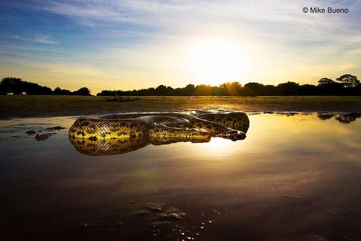 3 day Pantanal Wildlife Tour from Cuiaba with Accommodation