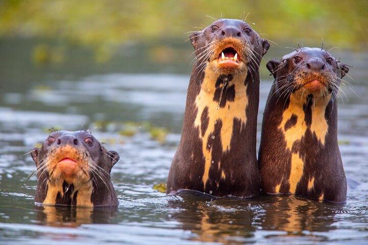 6 Days Pantanal and Jaguar Safari departing from Cuiaba