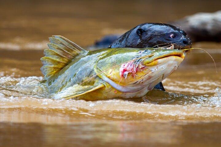 3 day Pantanal Wildlife Tour from Cuiaba with Accommodation