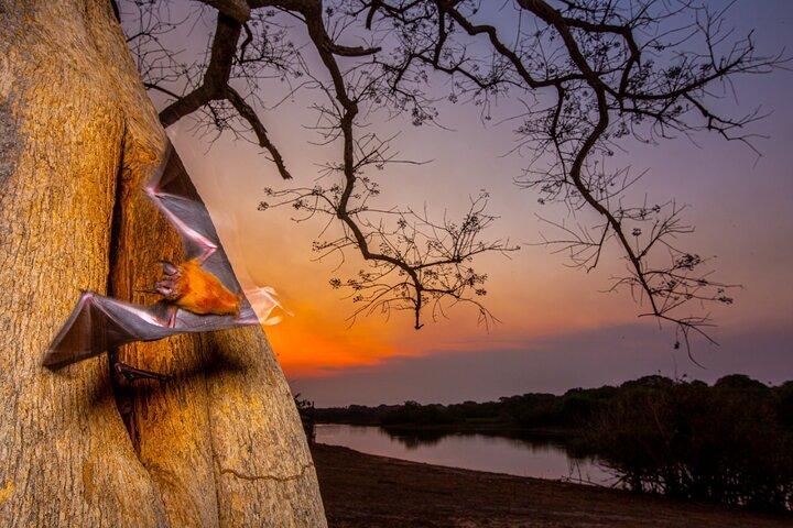 6 Days Pantanal and Jaguar Safari departing from Cuiaba