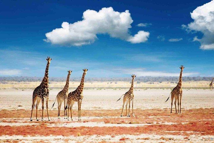 4-Day Tanzania Camping Safari