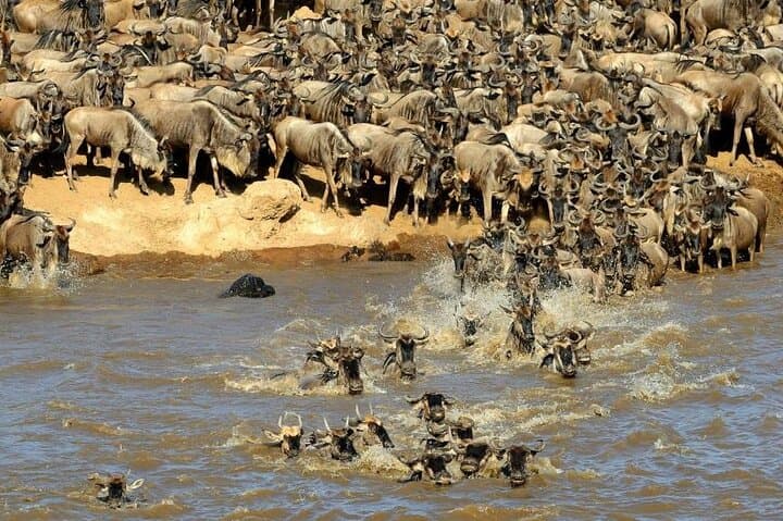 3-Day Safari to Maasai Mara National Reserve with Entry Fee