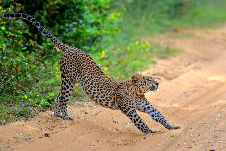 Wilpattu Half Day Safari From Anuradhapura