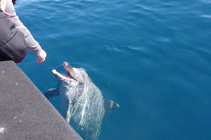 Noosa Ocean Adventures: Dolphins
