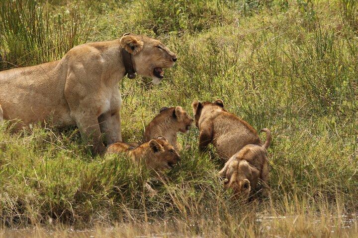 3 Days Tarangire, Ngorongoro & Lake Manyara Group Camping Safari