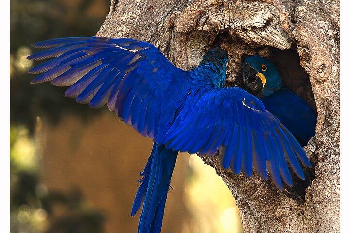 8 Days Jaguars and Pantanal Safari tour