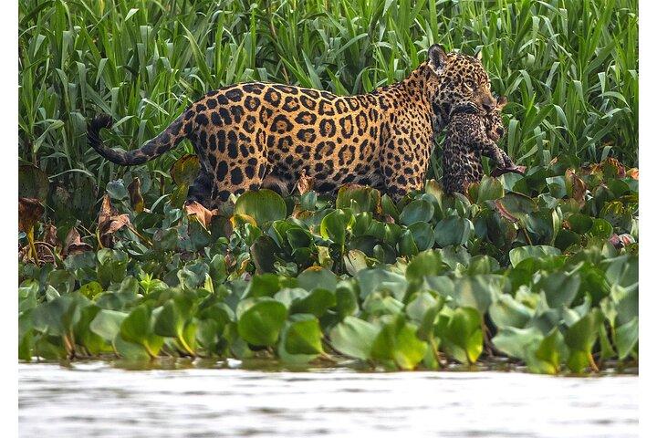 8 Days Jaguars and Pantanal Safari tour