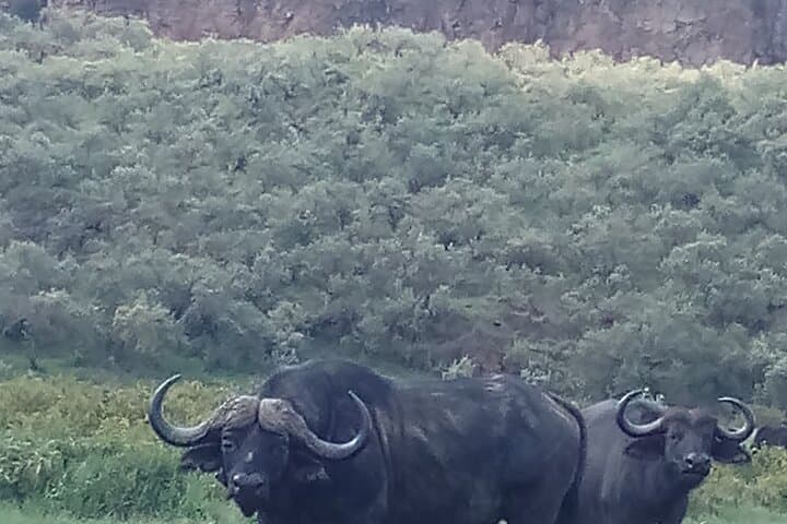 3 Days Trekking to Mt Kenya.