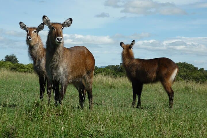 5 Days Trekking to Mt. kenya, Sirimon-Chogoria Route.