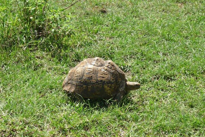 5 Days Trekking to Mt. kenya, Sirimon-Chogoria Route.