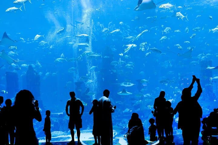 Dubai Aquarium and Underwater Zoo regular pass