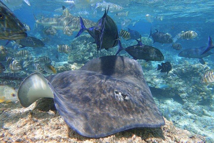 Sea Scooter Jet Snorkeling : Swim with Turtles, Rays & Sharks