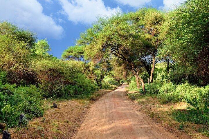 4 days safari and Kilimanjaro day hiking