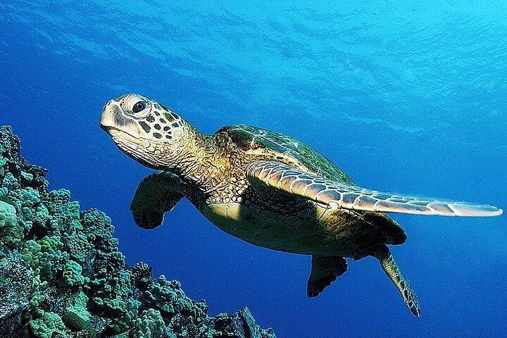 From Gili Trawangan & Gili Air Snorkeling Trip Sharing & Private