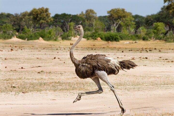 4 days 3 nights Safari- Tarangire, Serengeti and Ngorongoro Crater