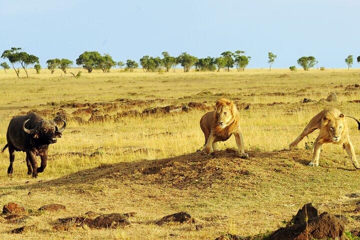4 days 3 nights Safari- Tarangire, Serengeti and Ngorongoro Crater