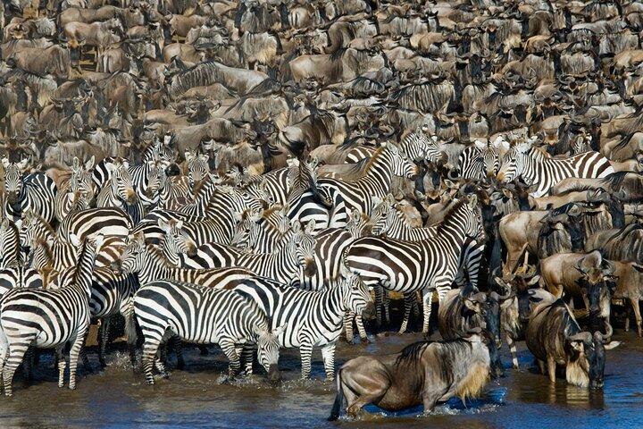 6 Days Wildebeest Migration Safaris