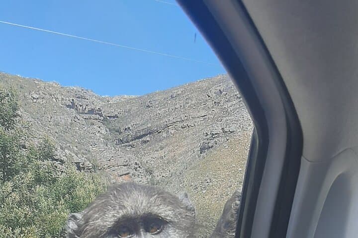 Cape Peninsula Tours