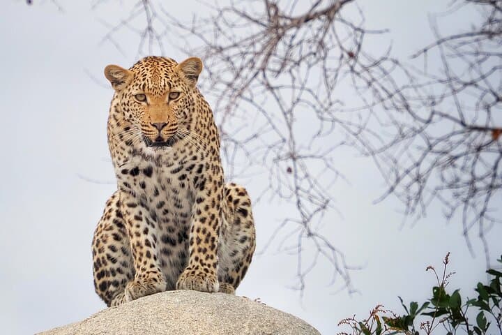 Private Morning Game Drive from Hazyview l Kruger National Park