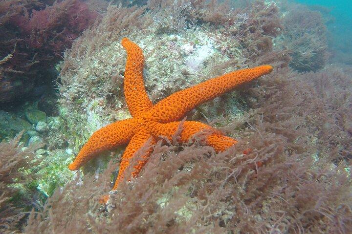 Snorkeling - Marine Park Discovery