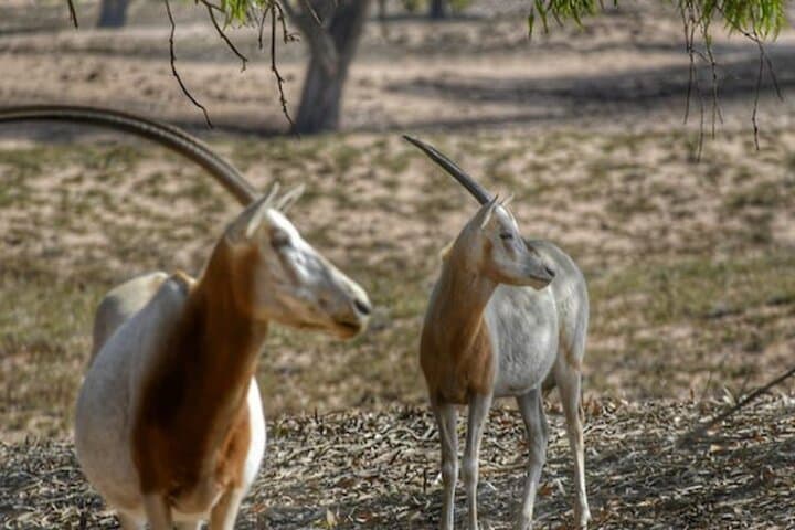 Descouver the wildlife of Souss Massa by 4x4 Safari Tour