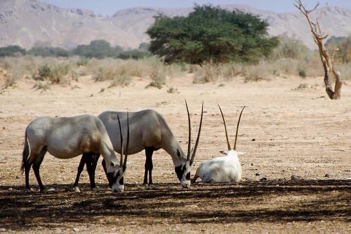 Descouver the wildlife of Souss Massa by 4x4 Safari Tour